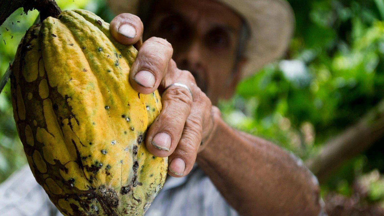 Farmer harvesting cocoa pods in São Tomé & Príncipe