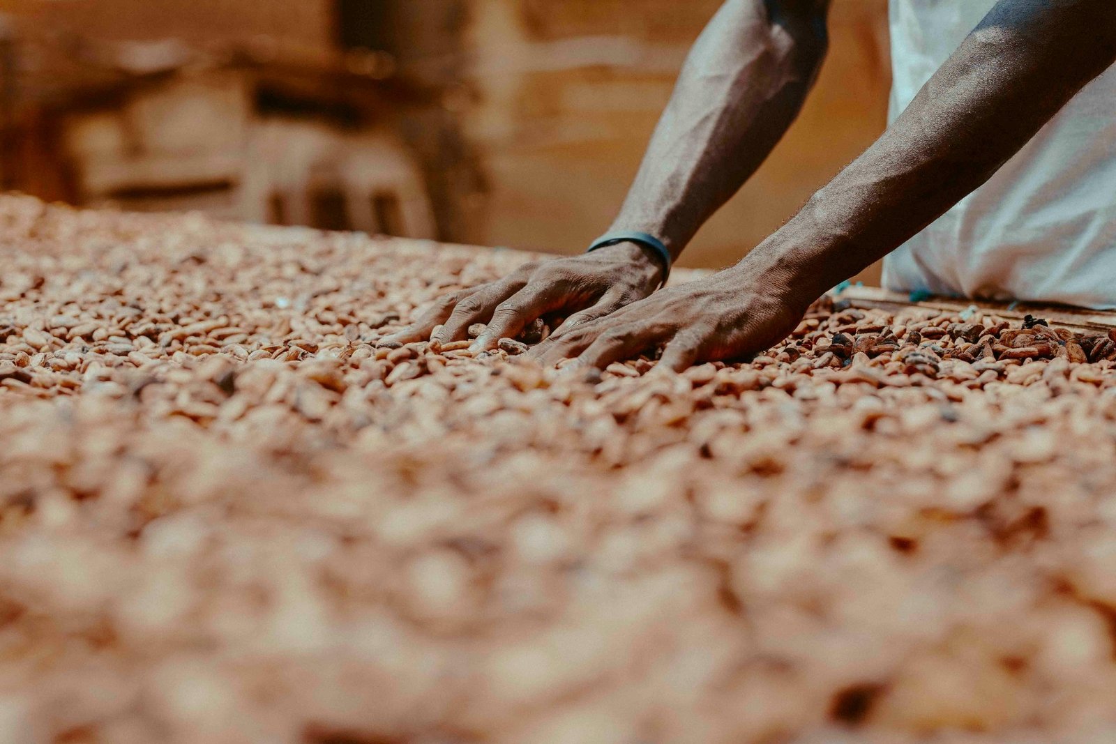 Traditional cocoa bean processing methods